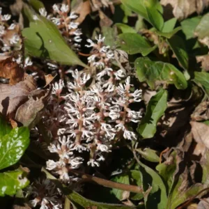 Allegheny Spurge Roots - 5 Pachysandra Procumbens Plants - Ground Cover Shade