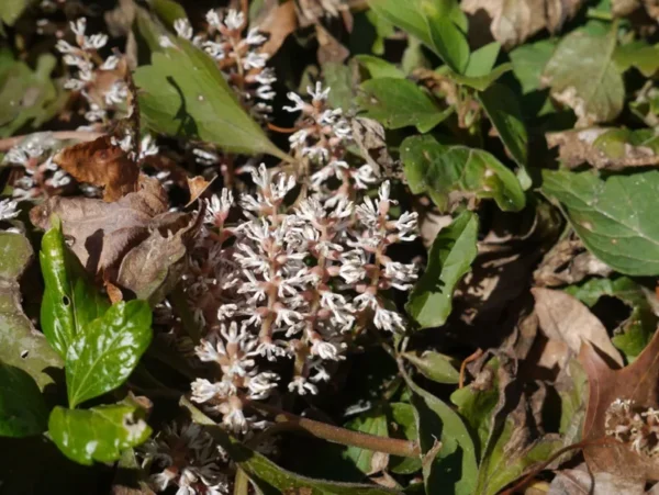 Allegheny Spurge Roots - 5 Pachysandra Procumbens Plants - Ground Cover Shade
