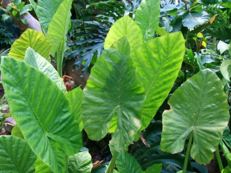 Alocasia Calidora thrives in warm and humid conditions.