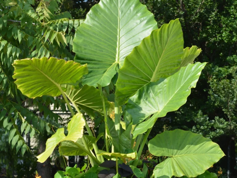 Alocasia Calidora
