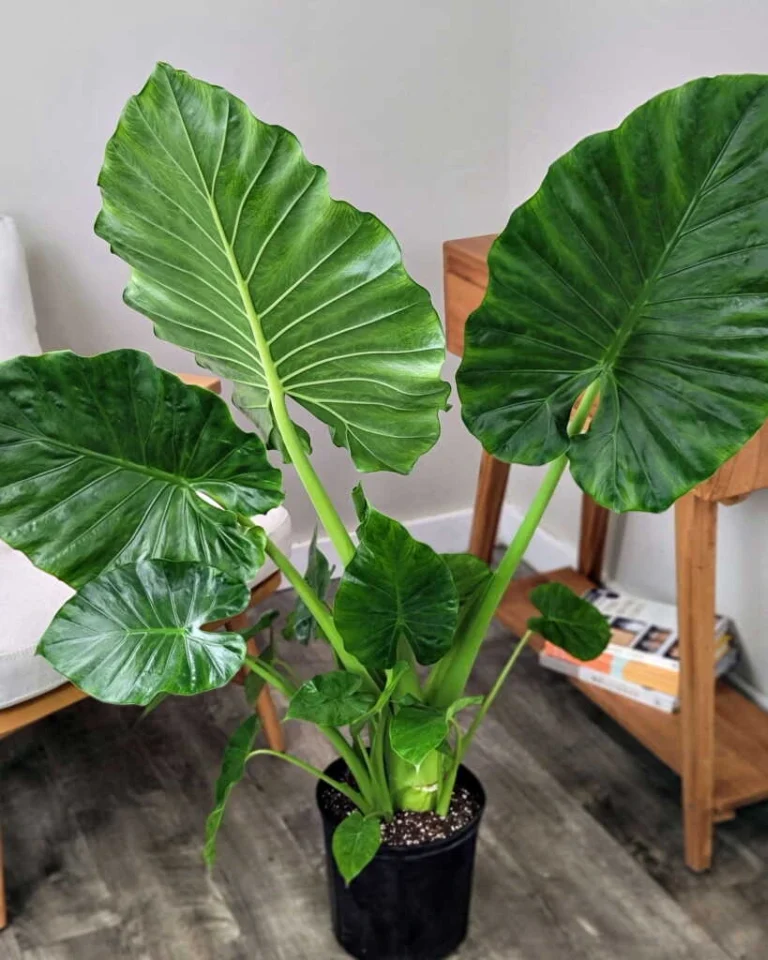 Alocasia Calidora - Elephant Ear Plant