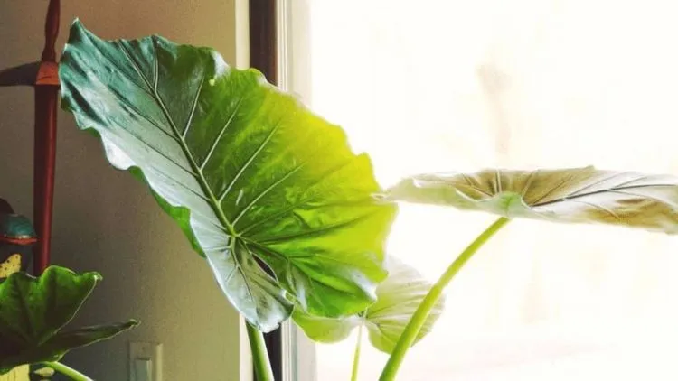 Alocasia Calidora care