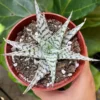 Aloe Blizzard Plant 4 inch Pot Succulent Houseplant
