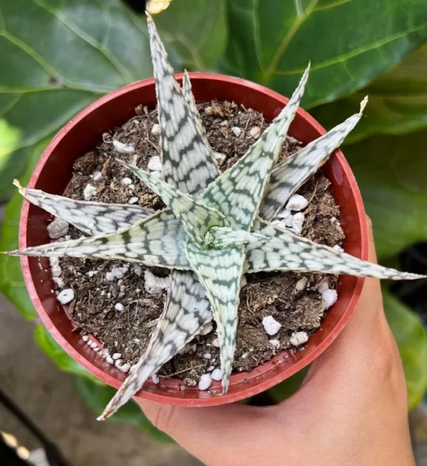 Aloe Blizzard Plant 4 inch Pot Succulent Houseplant