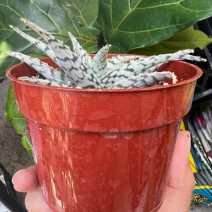 Aloe Blizzard Plant 4 inch Pot Succulent Houseplant
