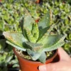 Aloe Brevifolia Live Succulent - 4'' Short-Leaf Aloe Crocodile Plant