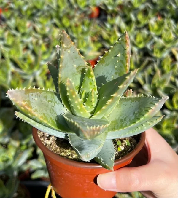 Aloe Brevifolia Live Succulent - 4'' Short-Leaf Aloe Crocodile Plant