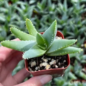 Aloe Brevifolia Live Succulent - 4'' Short-Leaf Aloe Crocodile Plant