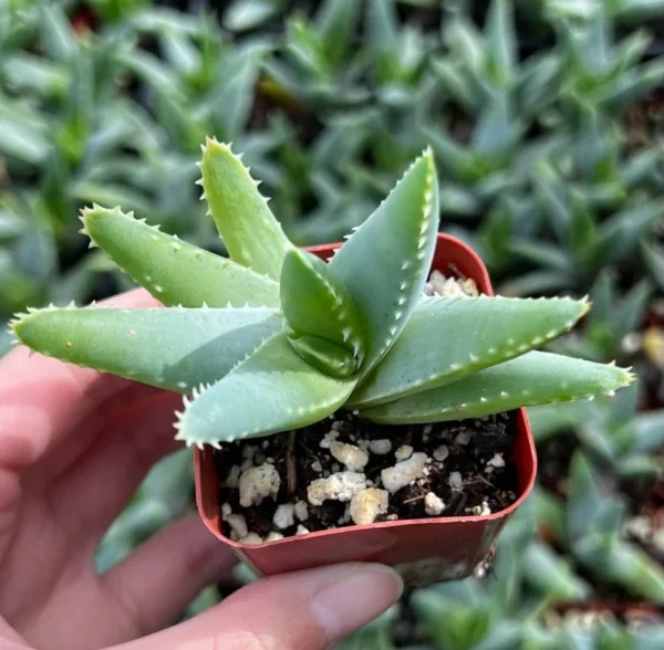 Aloe Brevifolia Live Succulent - 4'' Short-Leaf Aloe Crocodile Plant
