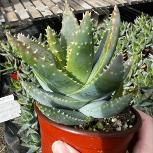 Aloe Brevifolia Live Succulent - 4'' Short-Leaf Aloe Crocodile Plant