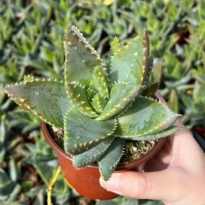 Aloe Brevifolia Live Succulent - 4'' Short-Leaf Aloe Crocodile Plant