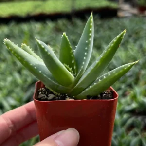 Aloe Brevifolia Live Succulent - 4'' Short-Leaf Aloe Crocodile Plant