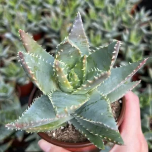 Aloe Brevifolia Live Succulent - 4'' Short-Leaf Aloe Crocodile Plant