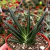 Aloe Gasteria Live Succulent 4'' Pot - Unique Hybrid Plant