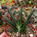 Aloe Gasteria Live Succulent 4'' Pot - Unique Hybrid Plant