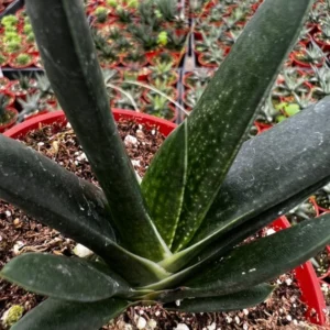 Aloe Gasteria Live Succulent 4'' Pot - Unique Hybrid Plant