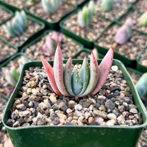 Aloe Peglerae Rosette Pink Aloe- Rare Succulent - Live Plant in 3.5