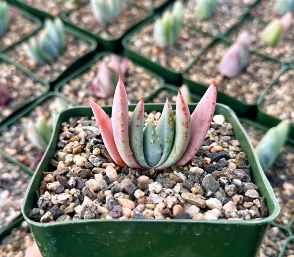 Aloe Peglerae Rosette Pink Aloe- Rare Succulent - Live Plant in 3.5" Pot