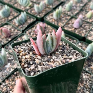 Aloe Peglerae Rosette Pink Aloe- Rare Succulent - Live Plant in 3.5