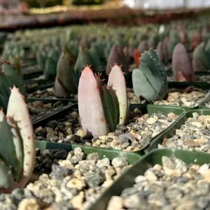 Aloe Peglerae Rosette Pink Aloe- Rare Succulent - Live Plant in 3.5