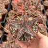 Aloe Purple Haze Live Plant - Pink Succulent in 4'' Pot - Rare Find