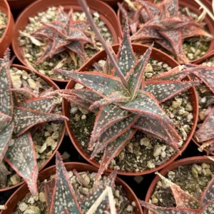 Aloe Purple Haze Live Plant - Pink Succulent in 4'' Pot - Rare Find