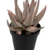 Aloe Purple Haze Succulent - 4 inch Potted Aloe Hybrid Plant