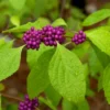 American Beautyberry Tree - Callicarpa americana - Bare Root Shrub - Wildlife Food Source