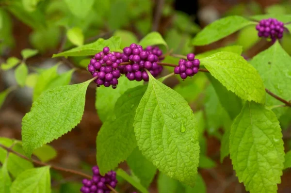 American Beautyberry Tree - Callicarpa americana - Bare Root Shrub - Wildlife Food Source