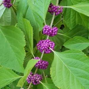 American Beautyberry Tree - Callicarpa americana - Bare Root Shrub - Wildlife Food Source