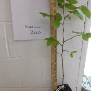 American Beech Tree - Fagusgrandifolia Plant - 6-12 Inch - Quart Pot - Shade Tree