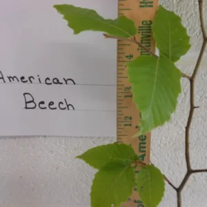 American Beech Tree - Fagusgrandifolia Plant - 6-12 Inch - Quart Pot - Shade Tree