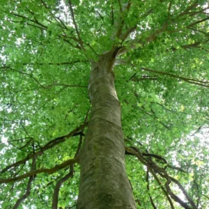 American Beech Tree - Fagusgrandifolia Plant - 6-12 Inch - Quart Pot - Shade Tree
