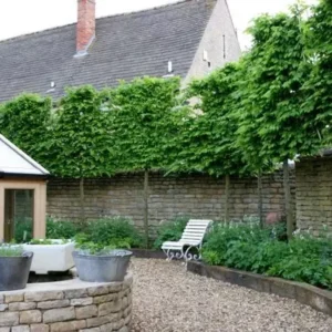 American Hornbeam Tree - 6-12 Inch Potted Carpinus Caroliniana Plant