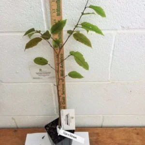 American Hornbeam Tree - 6-12 Inch Potted Carpinus Caroliniana Plant