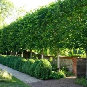 American Hornbeam Tree - 6-12 Inch Potted Carpinus Caroliniana Plant