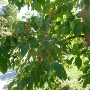 American Persimmon Tree 6-12 Inch Tall Qt. Pot - Diospyros Virginiana American Plant