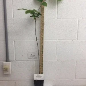 American Persimmon Tree 6-12 Inch Tall Qt. Pot - Diospyros Virginiana American Plant