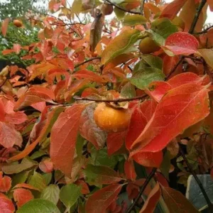 American Persimmon Tree 6-12 Inch Tall Qt. Pot - Diospyros Virginiana American Plant