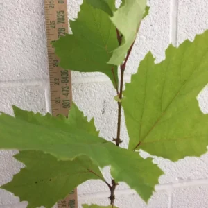 American Sycamore Plant Platanus Occidentalis - 6-12 Inch Tree in Quart Pot