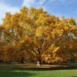 American Sycamore Plant Platanus Occidentalis - 6-12 Inch Tree in Quart Pot