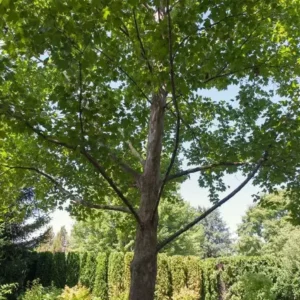 American Sycamore Plant Platanus Occidentalis - 6-12 Inch Tree in Quart Pot