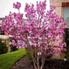 Ann Magnolia Plant - Gallon Pot Shrub Tree - Purple Flowers