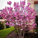 Ann Magnolia Plant - Gallon Pot Shrub Tree - Purple Flowers