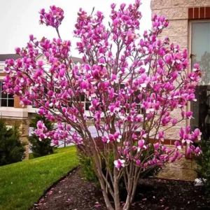 Ann Magnolia Plant - Gallon Pot Shrub Tree - Purple Flowers