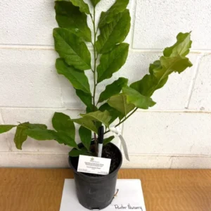 Ann Magnolia Plant - Gallon Pot Shrub Tree - Purple Flowers