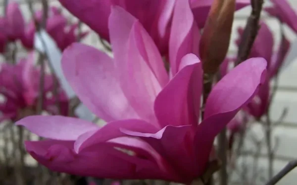 Ann Magnolia Shrub 2.5" Pot, Purple Flowers, Deciduous Tree