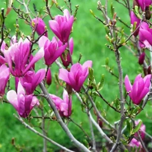 Ann Magnolia Shrub 2.5" Pot, Purple Flowers, Deciduous Tree