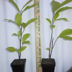 Ann Magnolia Shrub 2.5