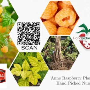 Anne Golden Raspberry Plant - Bare Root Dormant Root Stock - Golden Yellow - 1 Plant